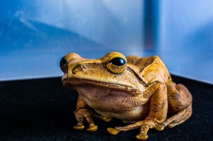 C'est la fête à la grenouille cette semaine avec de la pluie annoncée jusqu'à dimanche. Photo DP/Josch13