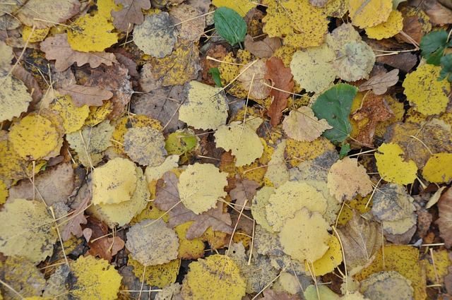 automne baisse des températures