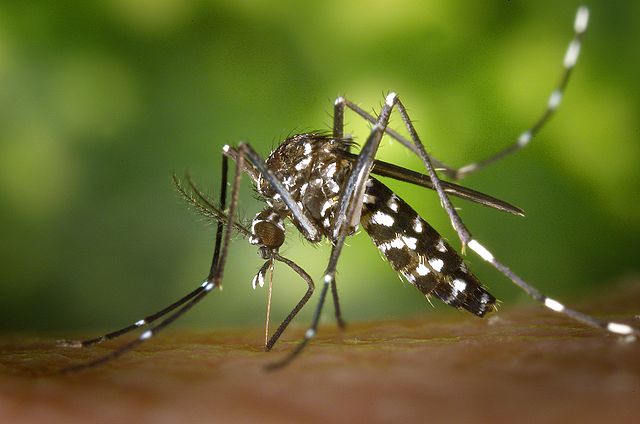 Le virus Zika inquiète l'Amérique