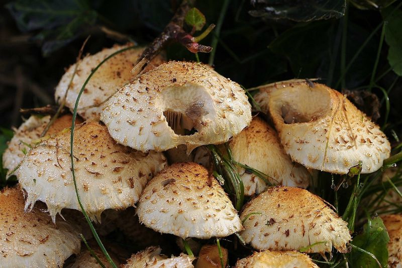 Champignons les intoxications en hausse dans la région