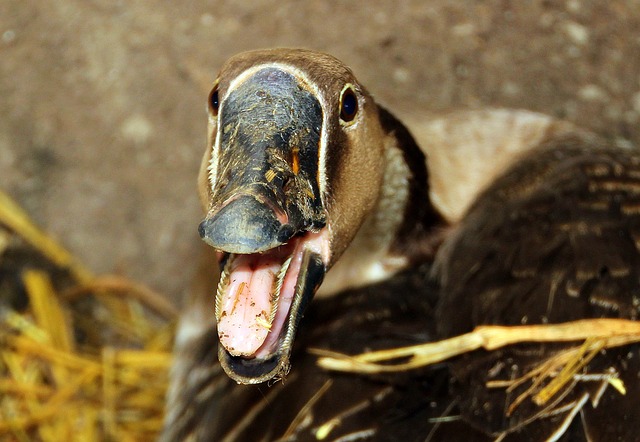 grippe aviaire aides sud ouest grippe aviaire aides sud ouest