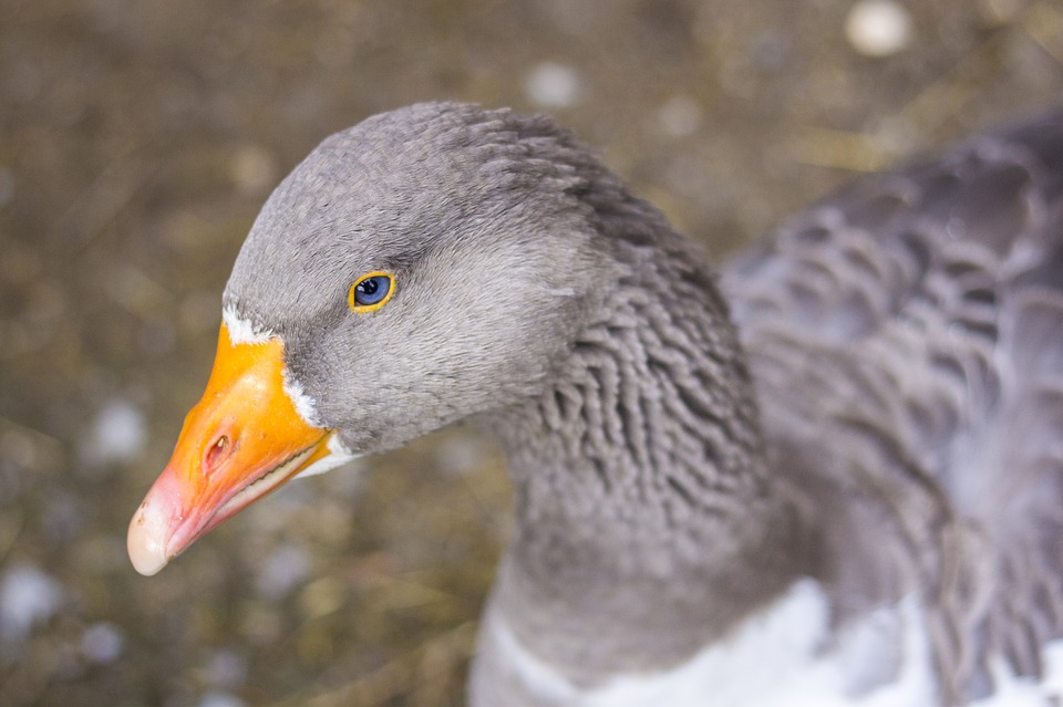 Grippe Aviaire. Dans le Gers, Le Foll confirme les aides à la filière palmipède Grippe Aviaire. Dans le Gers, Le Foll confirme les aides à la filière palmipède