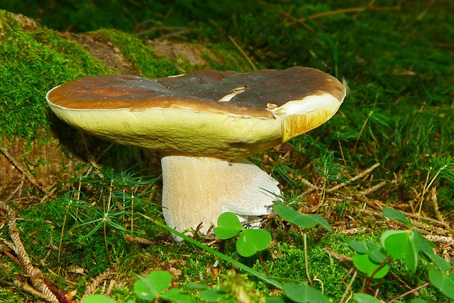 hautes-pyrenees-il-trouve-un-cepe-d1-kilo-et-fait-le-buzz-sur-facebook Hautes Pyrénées - il trouve un cèpe d'1 kilo et fait le buzz sur facebook