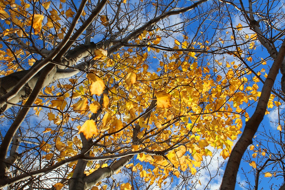 meteo-toulouse-soleil-vent-dautan-et-28-degres-jeudi-apres-midi Météo Toulouse. soleil, vent d'Autan et 28 degrés jeudi après midi