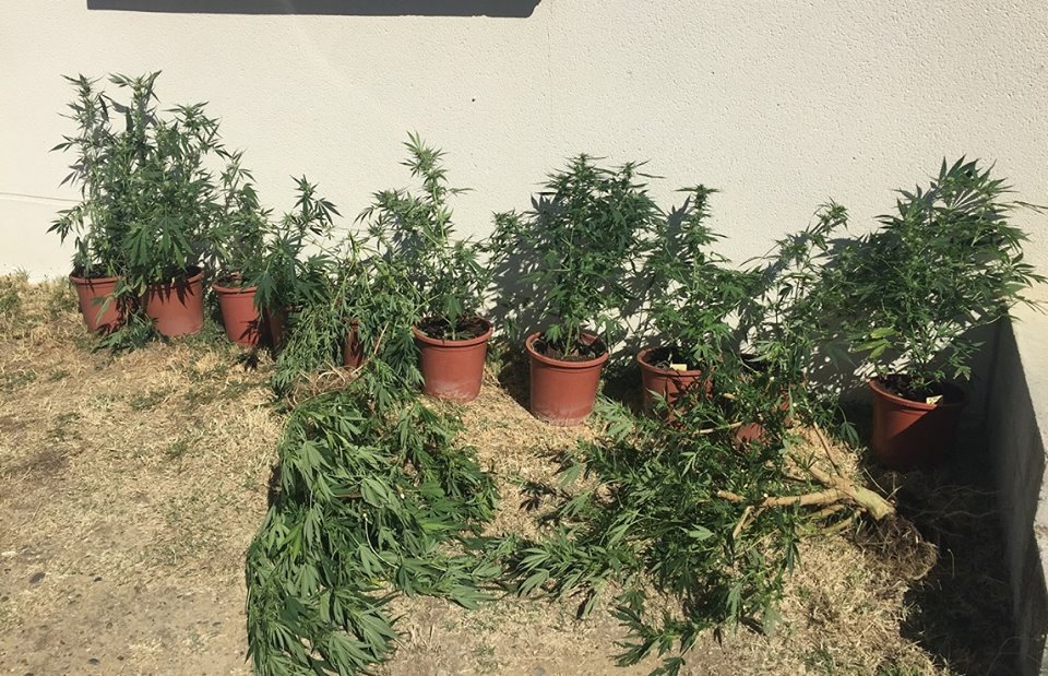 toulouse-les-gendarmes-saisissent-plusieurs-pieds-de-cannabis Toulouse - les gendarmes saisissent plusieurs pieds de cannabis