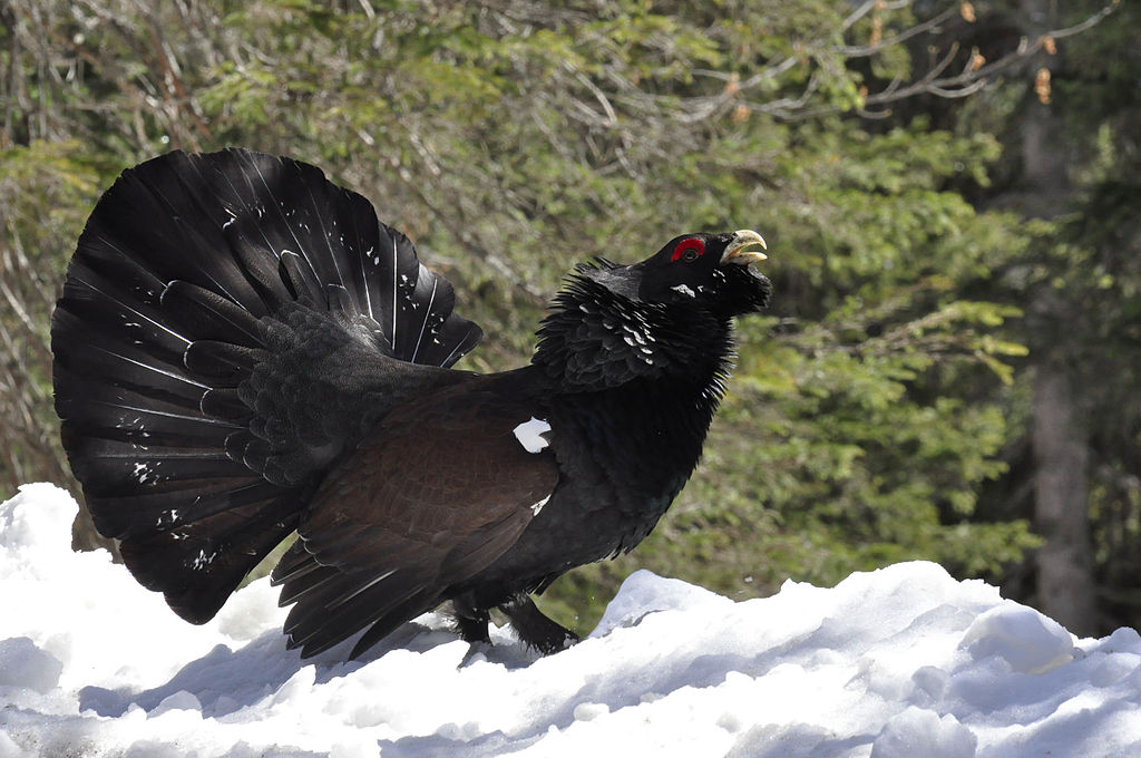 la-prefecture-des-hautes-pyrenees-epinglee-pour-avoir-autorise-la-chasse-au-coq-de-bruyere