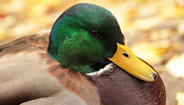 un-2e-foyer-de-grippe-aviaire-dans-les-hautes-pyrenees-inquietudes-pour-les-producteurs-de-canard Un 2e foyer de grippe aviaire dans les Hautes Pyrénées : inquiétudes pour les producteurs de canard