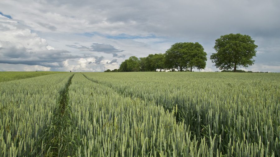 Alerte à la rouille du blé en Europe
