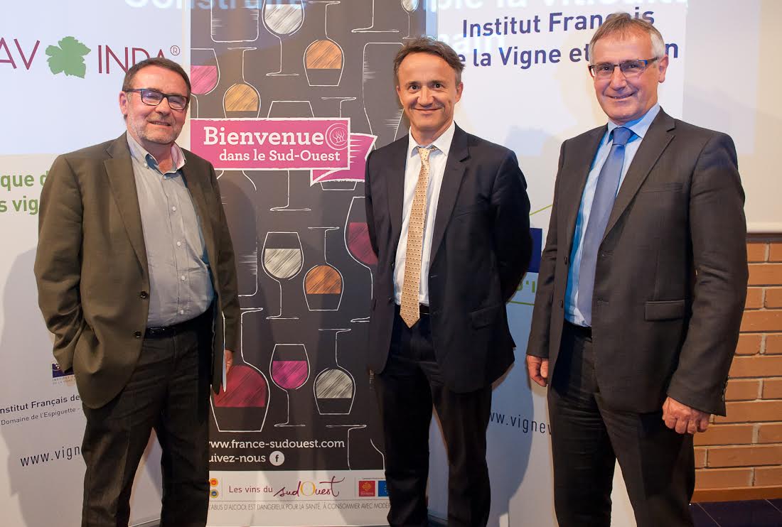 Des cépages modifiés résistants au mildiou plantés dans des vignes du sud ouest