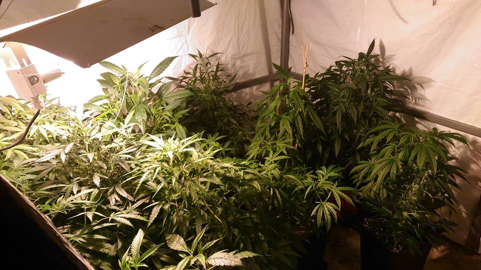 54 pieds de Cannabis saisis par les gendarmes de Tarbes 54 pieds de Cannabis saisis par les gendarmes de Tarbes