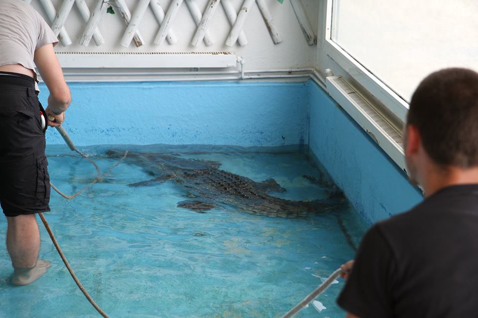 Un crocodile, un boa, un anaconda. l'étonnante saisie des gendarmes des Hautes Pyrénées