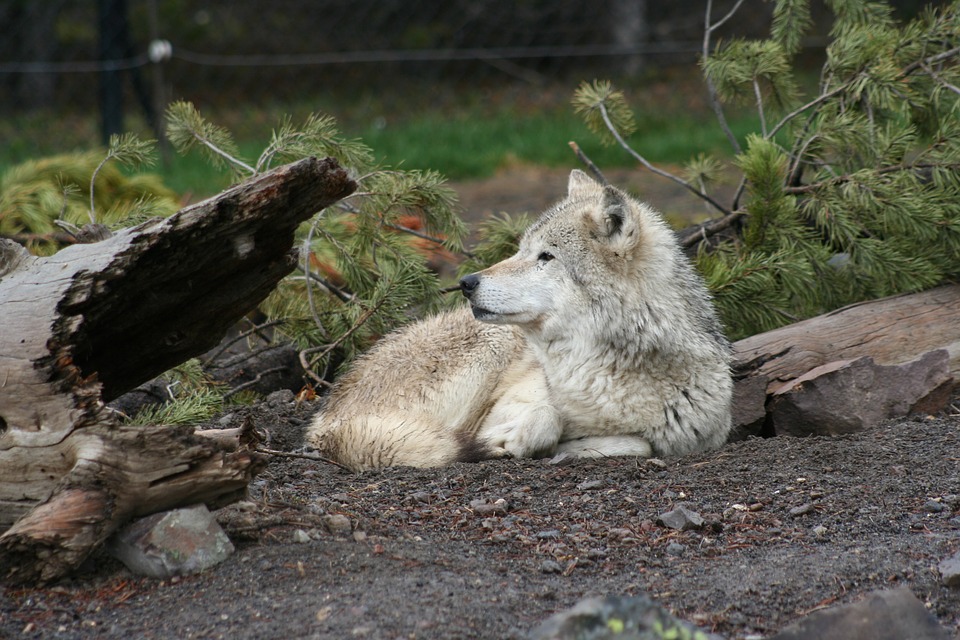 Abattage des loups la réaction des éleveurs Abattage des loups: la réaction des éleveurs