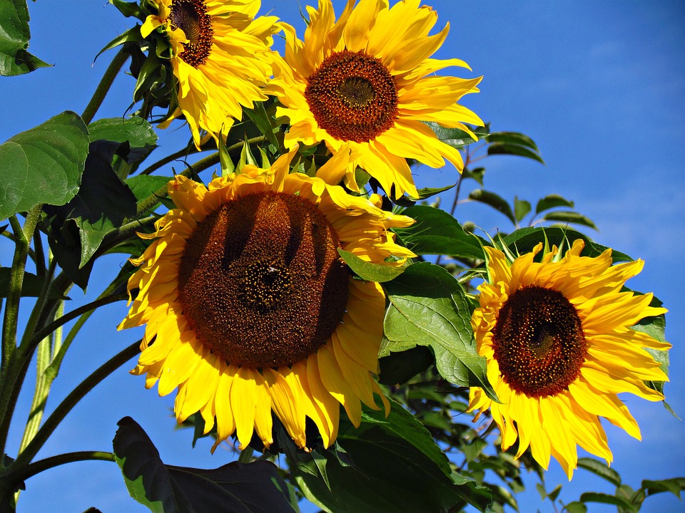 Météo Toulouse. soleil et 31 degrés dimanche après midi Météo Toulouse. soleil et 31 degrés dimanche après midi