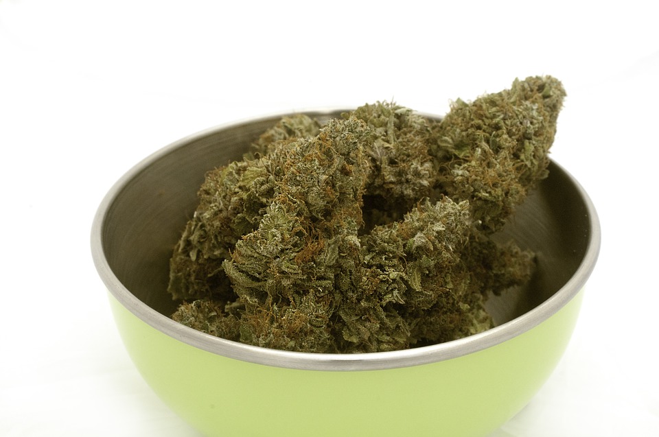 Ariège. une centaine de pieds de cannabis saisis à proximité de Massat Ariège. une centaine de pieds de cannabis saisis à proximité de Massat