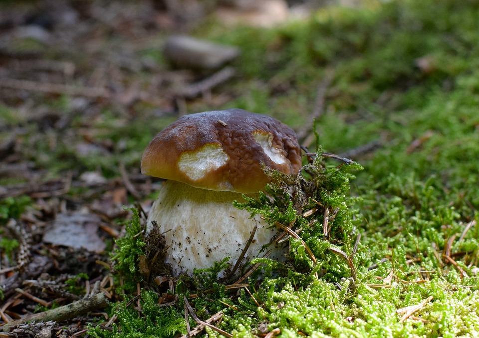 Hautes Pyrénées. La saison du cèpe a bien débuté Hautes Pyrénées. La saison du cèpe a bien débuté