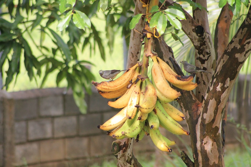 La production mondiale de Banane menacée par un champignon La production mondiale de Banane menacée par un champignon