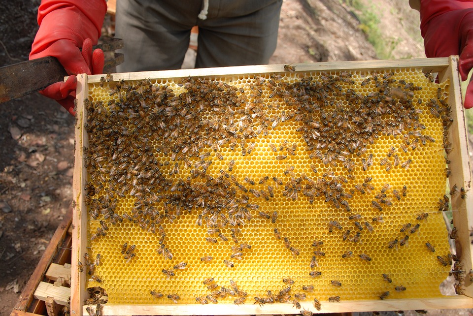 à Foix, ils œuvrent pour le développement d’une apiculture durable en Ariège à Foix, ils œuvrent pour le développement d’une apiculture durable en Ariège