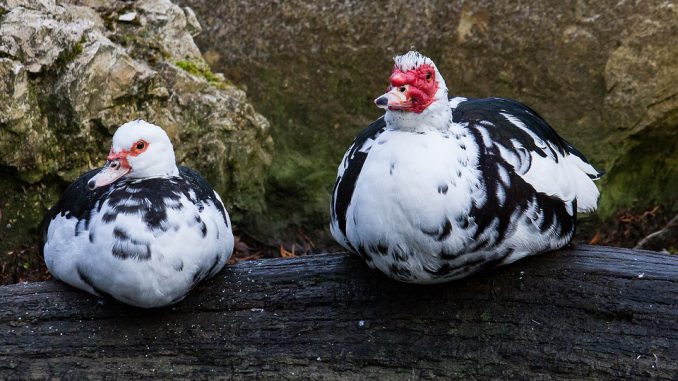 Ce retour de la grippe aviaire qui inquiète. 25 000 canards abattus Ce retour de la grippe aviaire qui inquiète. 25 000 canards abattus