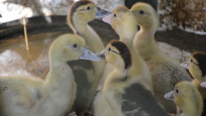 Grippe aviaire. Plus de 9000 canards abattus par précautions dans le Gers Grippe aviaire. Plus de 9000 canards abattus par précautions dans le Gers