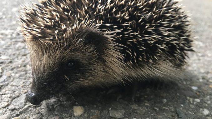 Hautes Pyrénées. ils torturent et tuent un hérisson, filment la scène et la diffusent sur internet Hautes Pyrénées. ils torturent et tuent un hérisson, filment la scène et la diffusent sur internet