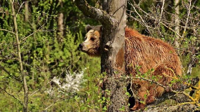 Manifestation contre la réintroduction de l'ours dans les Pyrénées L'ours dans les Pyrénées possède également une place symbolique, puisque le culte de l'ours est attesté à travers les divinités du panthéon pyrénéen associées à cet animal jusqu'aux carnavals folkloriques qui perdurent à l'époque moderne. Les nombreuses toponymies issues de ce plantigrade, un légendaire foisonnant et les contes populaires circulant à son sujet témoignent d'une importance de premier plan pour l'ours dans les Pyrénées et à toutes les époques. Les montreurs d'ours pyrénéens, en particulier ariègeois, ont acquis une réputation de savoir-faire bien au-delà de leurs frontières d'origine.