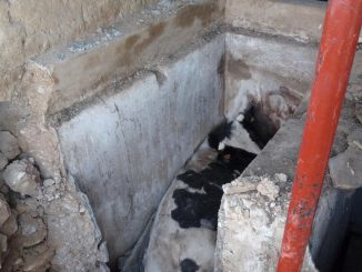 Tarn. Opération de secours pour sauver une vache tombée dans une cuve à vin