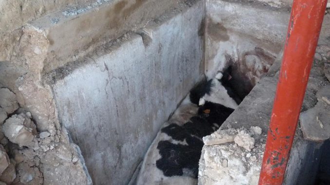 Tarn. Opération de secours pour sauver une vache tombée dans une cuve à vin Tarn. Opération de secours pour sauver une vache tombée dans une cuve à vin