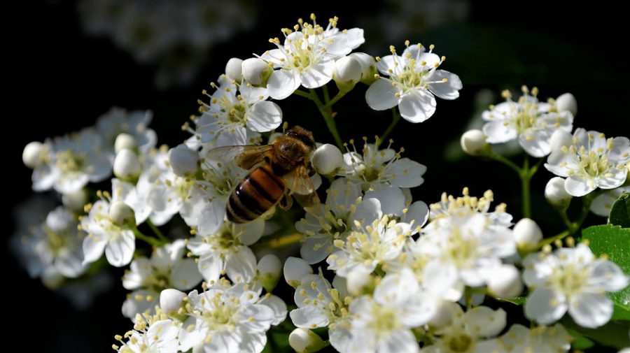 "Les abeilles jouent un rôle crucial dans la sécurité alimentaire" (FAO)