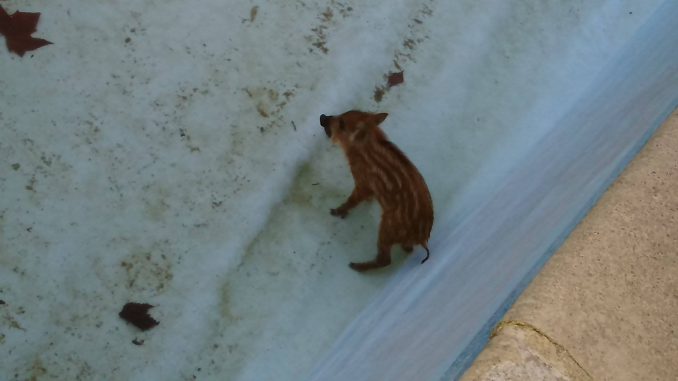 Toulouse. Un petit sanglier découvert dans une piscine à Castelginest