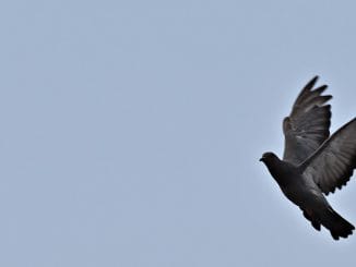 25 000 pigeons voyageurs s'envolent de l'hippodrome de Beaumont-de-Lomagne