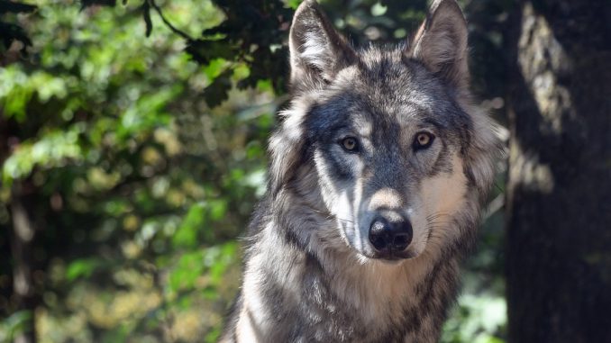 Aveyron les membres de la brigade loup sont intervenus sur le Larzac Aveyron : les membres de la brigade loup sont intervenus sur le Larzac