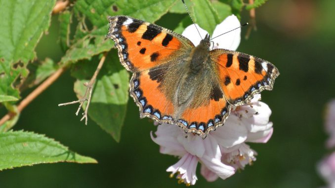Biodiversité un espèce sur trois est menacée de disparition en France Biodiversité un espèce sur trois est menacée de disparition en France