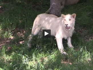 Tarn. Un lion blanc, nouvel arrivé au Zoo des 3 vallées