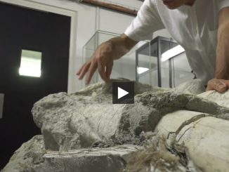 Un mystérieux crâne préhistorique étudié au Muséum de Toulouse