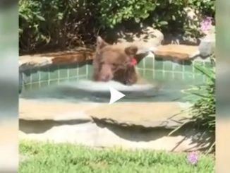 États-Unis Un ours profite du jacuzzi d'un Californien Vidéo