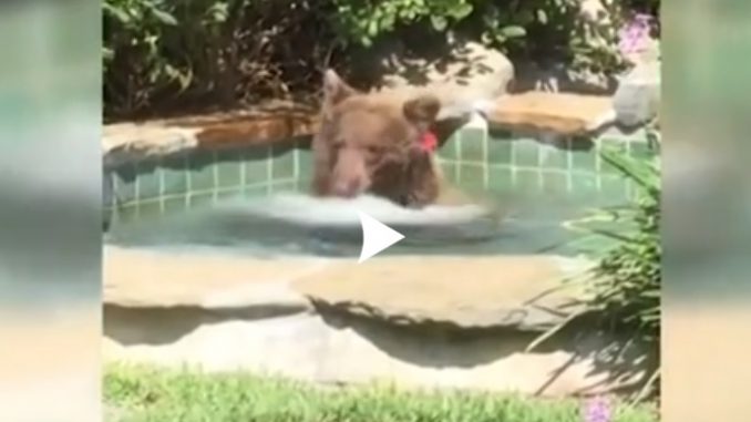 États-Unis Un ours profite du jacuzzi d'un Californien Vidéo États-Unis Un ours profite du jacuzzi d'un Californien Vidéo