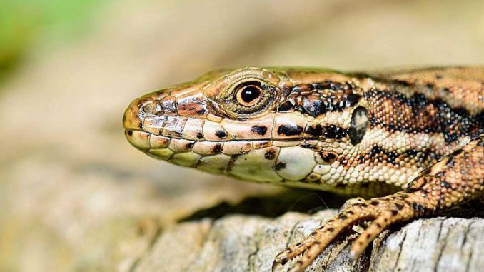A la découverte de la biodiversité A la découverte de la biodiversité