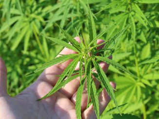 Les gendarmes de Tarbes ont saisi 190 pieds de cannabis en quelques jours