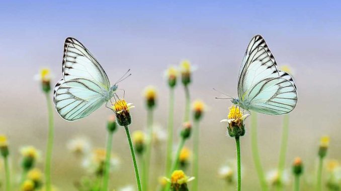 Toulouse prend la clef des champs au Jardin des Plantes Toulouse prend la clef des champs au Jardin des Plantes