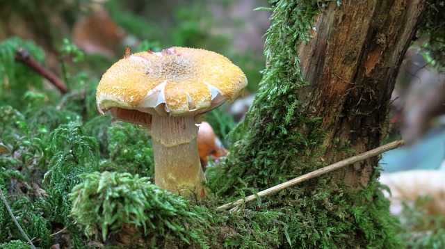 Comestible ou non Deux jours pour apprendre à reconnaître les champignons Comestible ou non ? Deux jours pour apprendre à reconnaître les champignons