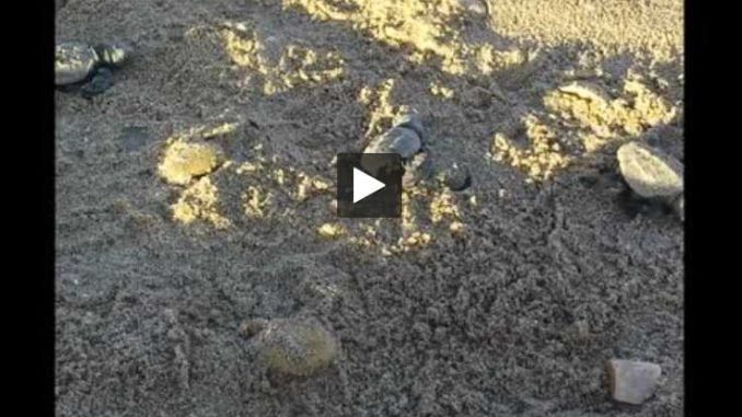 Des tortues marines sont nées sur la plage de Villeneuve-les-Maguelone Des tortues marines sont nées sur la plage de Villeneuve-les-Maguelone