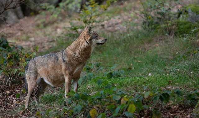 Le point sur la biodiversité en Occitanie Le point sur la biodiversité en Occitanie