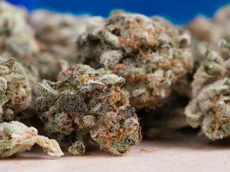Saisie de 2 tonnes de cannabis à Bourges-Vierzon