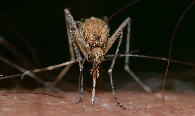 Sud France virus Nil moustique Sud France virus Nil moustique