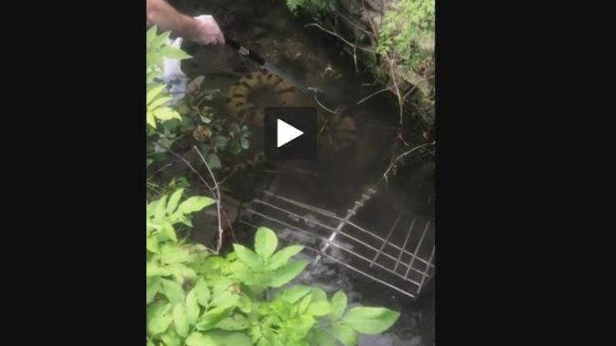 Bagnols un anaconda de 2,50 mètres en plein centre-ville Bagnols un anaconda de 2,50 mètres en plein centre-ville