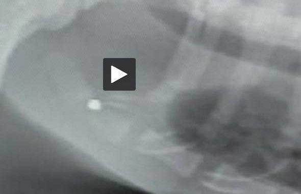 Gers. un chat criblé de plombs de chasse Gers. un chat criblé de plombs de chasse