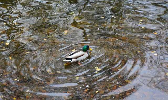 Météo Toulouse. Week end agréable et froid hivernal la semaine prochaine Météo Toulouse. Week end agréable et froid hivernal la semaine prochaine
