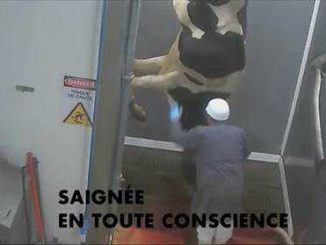 Une vidéo choc de l'abattoir de Narbonne fait polémique