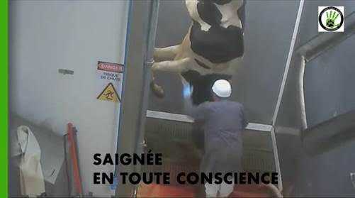 Une vidéo choc de l'abattoir de Narbonne fait polémique Une vidéo choc de l'abattoir de Narbonne fait polémique