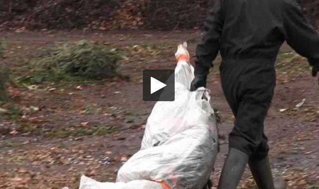 Comment les sapins de Noël sont collectés et recyclés à Toulouse Comment les sapins de Noël sont collectés et recyclés à Toulouse